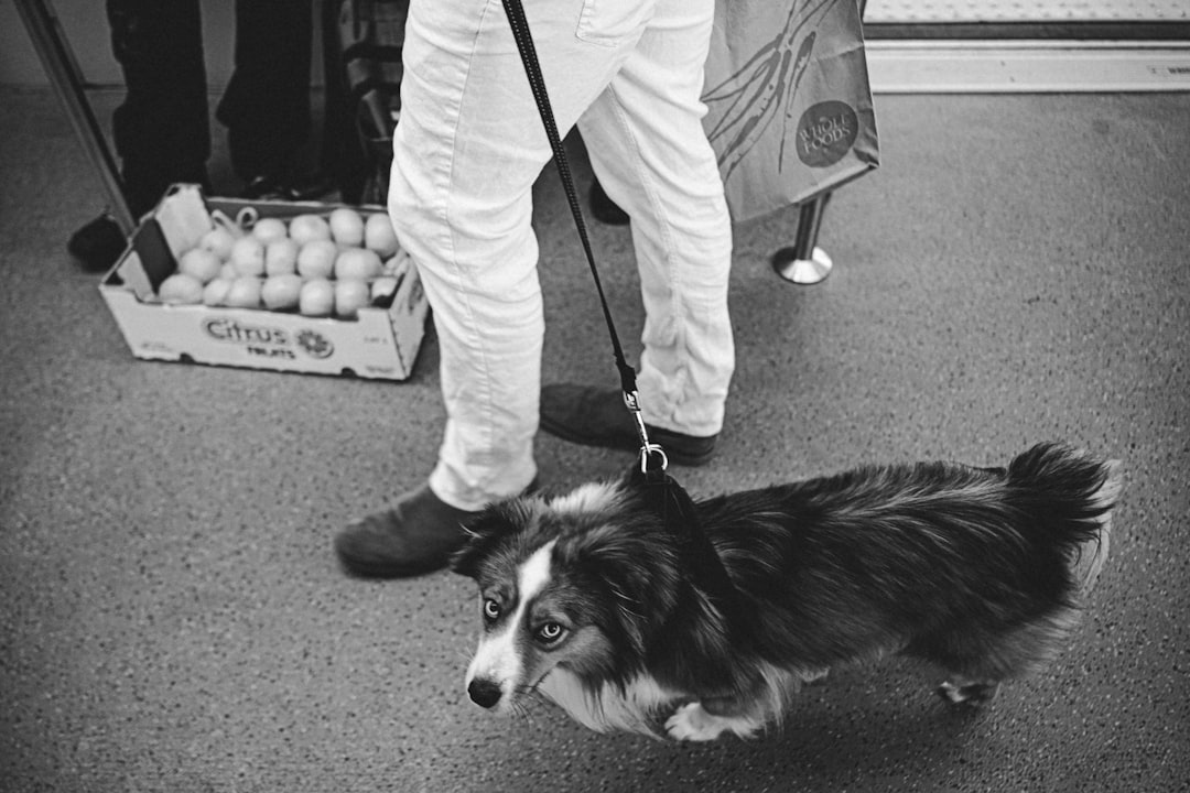 CCRA Scope of Practice and Veterinary Supervision Requirements in Canine Rehabilitation