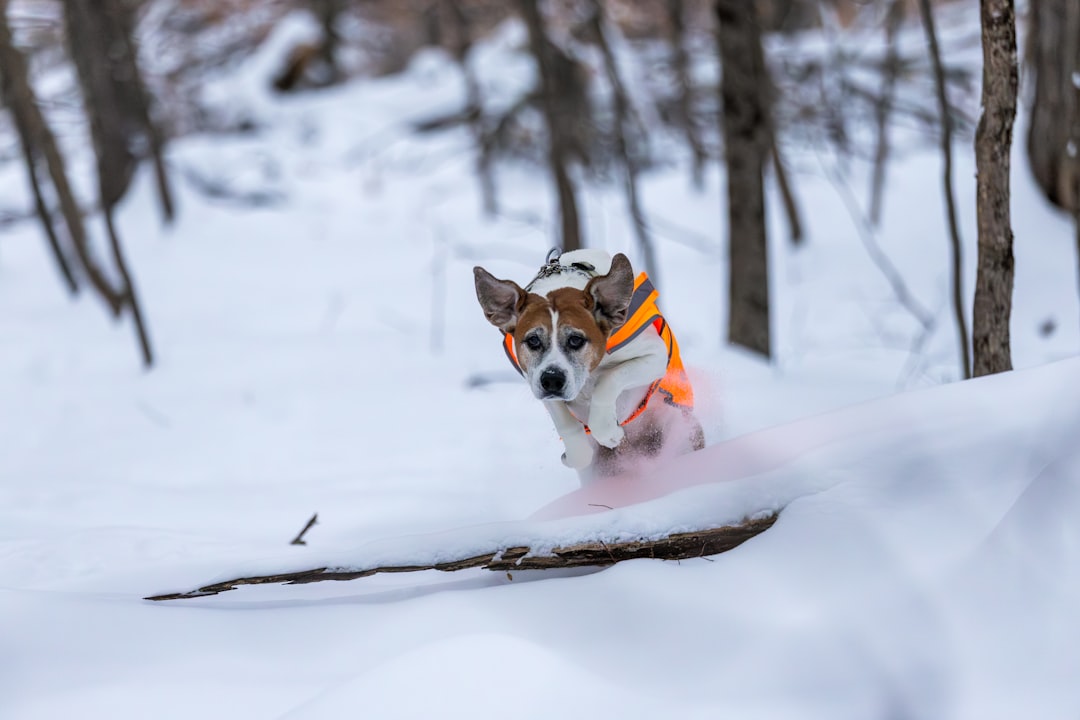 Lactate Threshold Testing in the Sporting Dog: Field Methods, Heart Rate Recovery and the Limits of Human Physiology Extrapolation