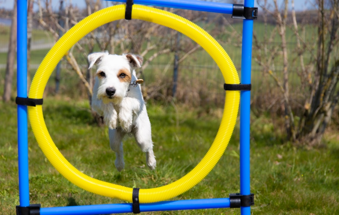 Lactate Threshold Testing in the Sporting Dog: Field Methods When You Don't Have a Lab