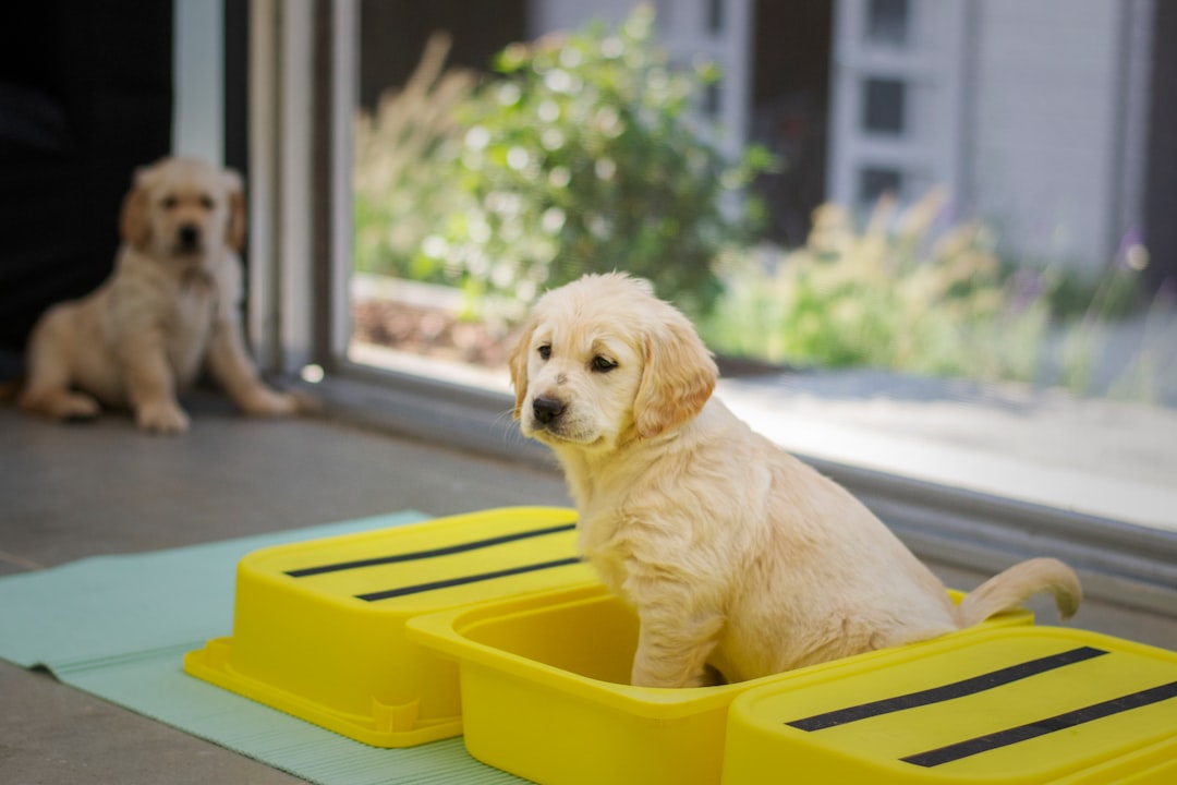 Managing Osteoarthritis in the Senior Working Dog