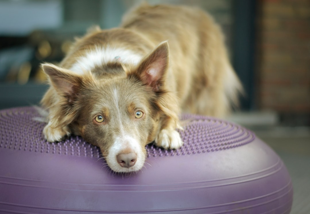 Managing Osteoarthritis in the Senior Working Dog: My Rehabilitation Approach
