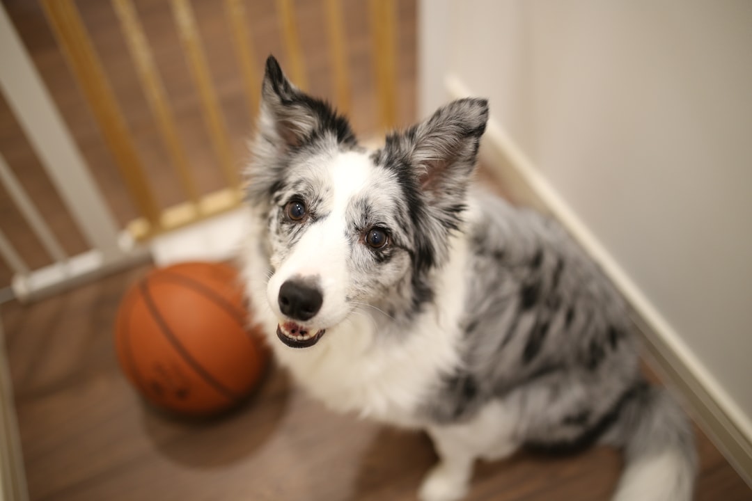 Managing Osteoarthritis in the Senior Working Dog: Rehabilitation Protocols I Use Every Day