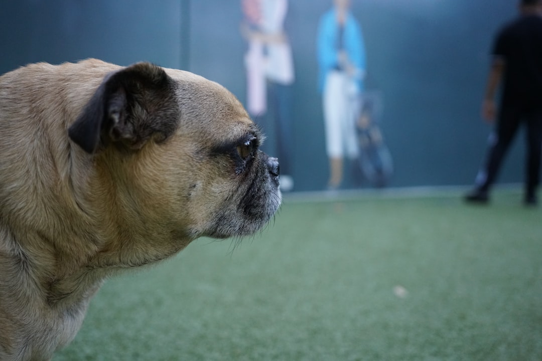 Post-Operative Canine Pain Assessment Beyond the Glasgow Composite Pain Scale