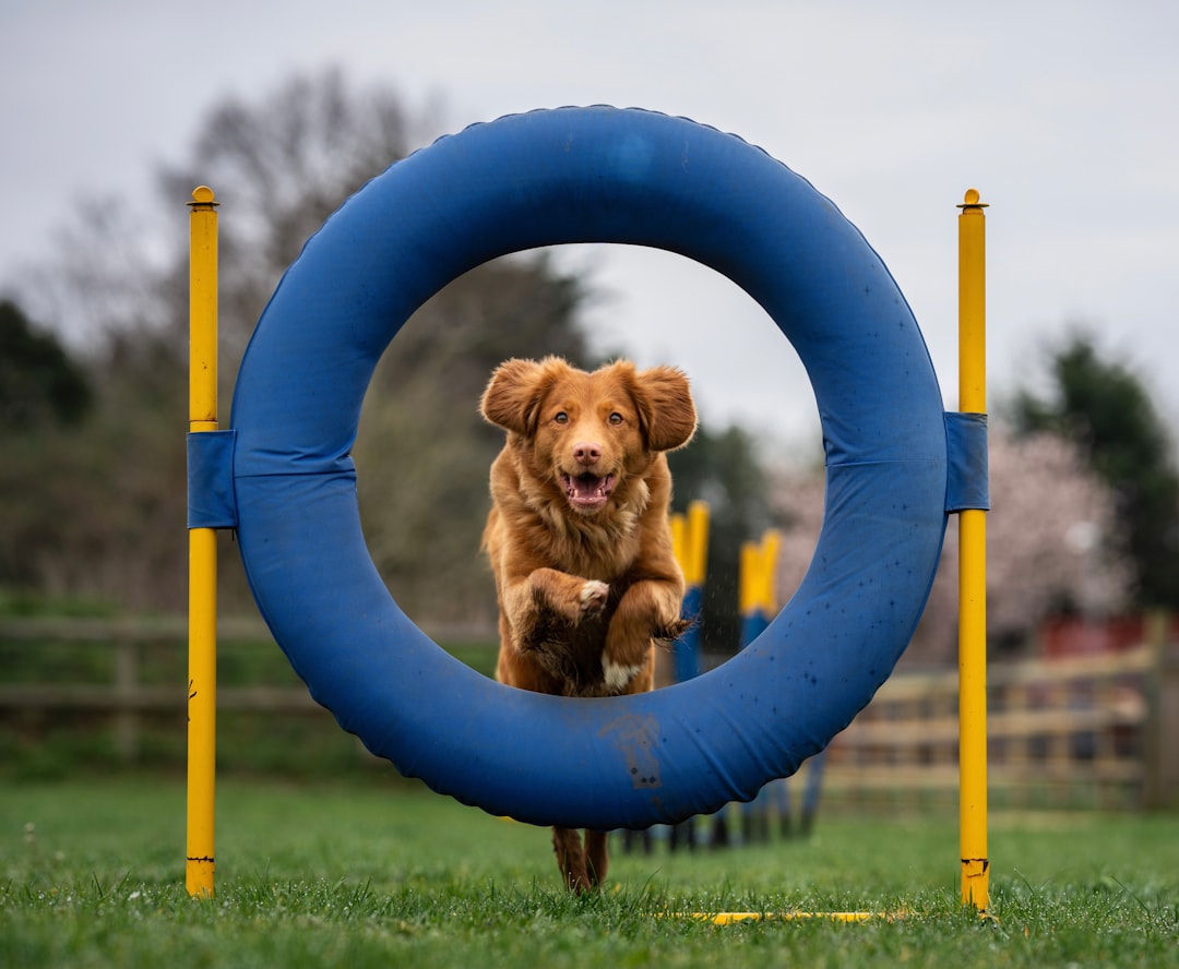Pre-Season Conditioning for the Weekend Warrior Dog