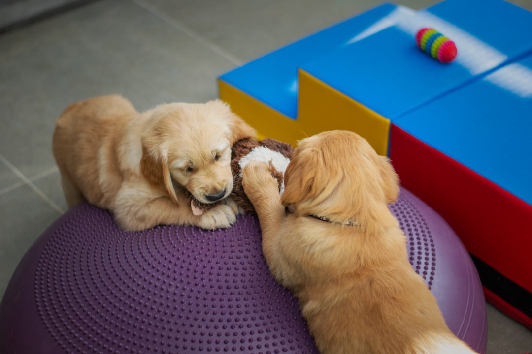 The Cavaletti: An Underused Tool in Canine Rehabilitation